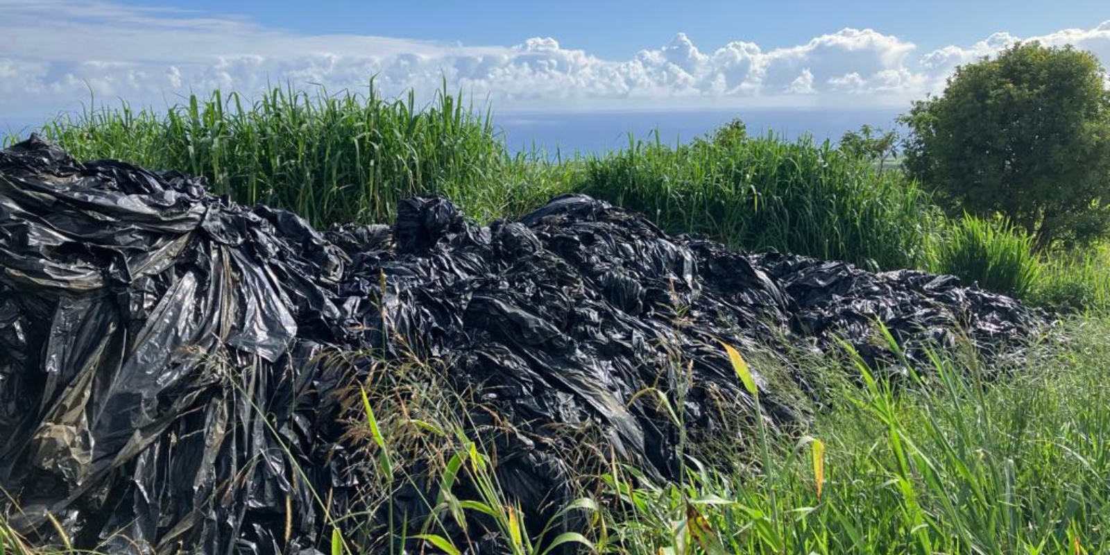 Lancement de l’étude sur la collecte des films agricoles à La Réunion