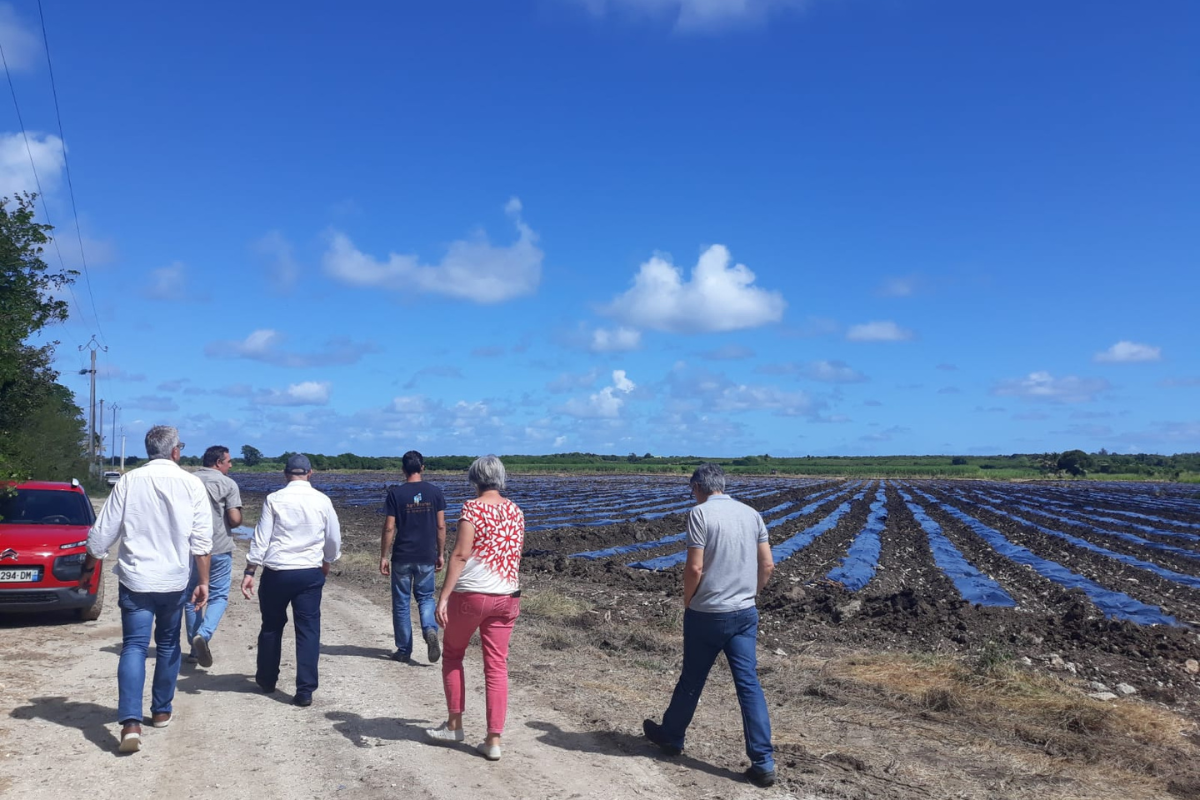 Caraïbes Melonniers envisage d\'élargir son partenariat avec A.D.I.VALOR en Guadeloupe