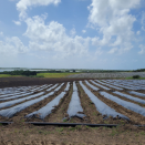 Caraïbes Melonniers et A.D.I.VALOR déploient le recyclage des films de paillage et des gaines souples d’irrigation à la Martinique