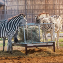 Beauval, Sigean, Plaisance-du-Touch... Les zoos s\'engagent dans des démarches de recyclage, avec le soutien d\'A.D.I.VALOR