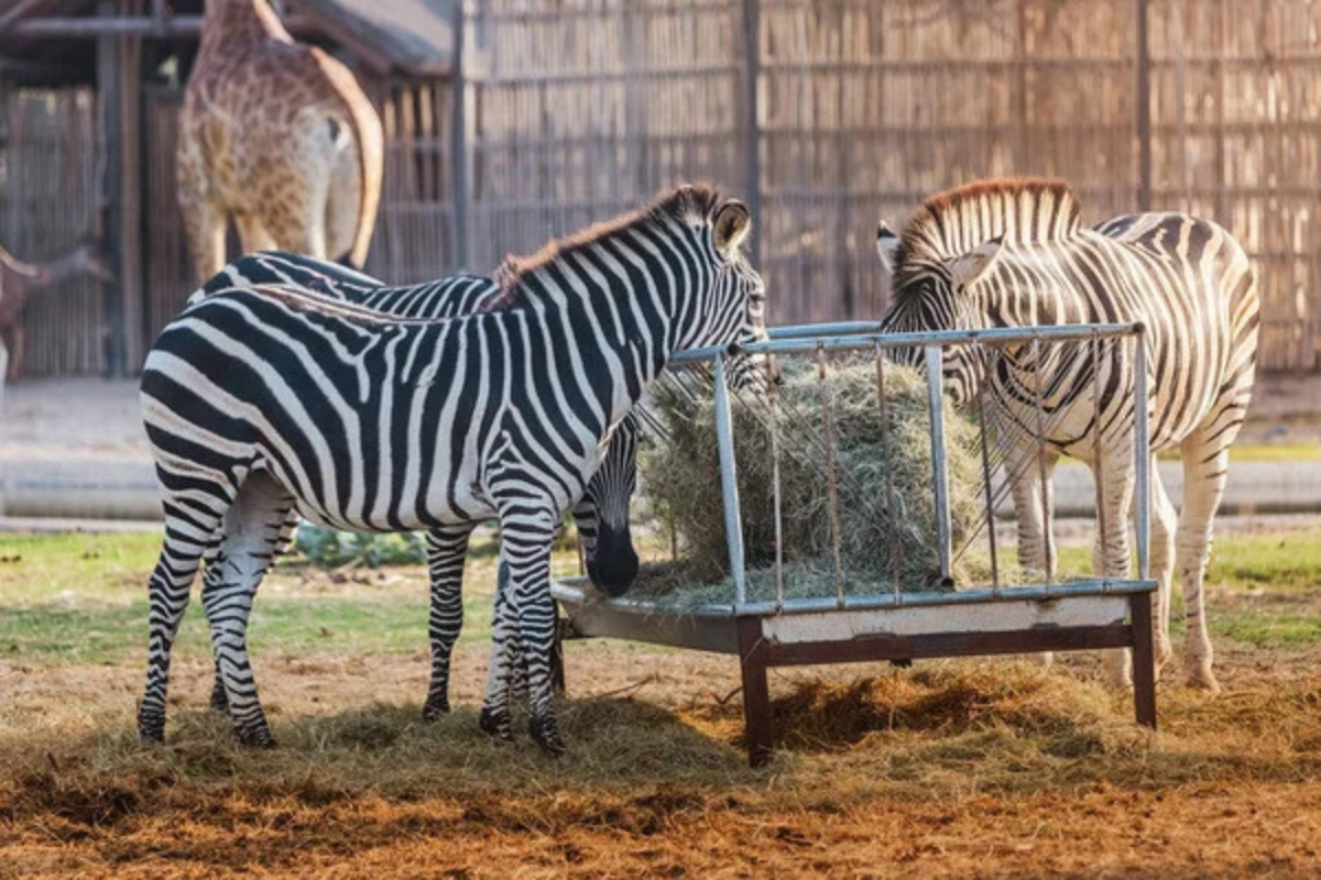 Beauval, Sigean, Plaisance-du-Touch... Les zoos s\'engagent dans des démarches de recyclage, avec le soutien d\'A.D.I.VALOR