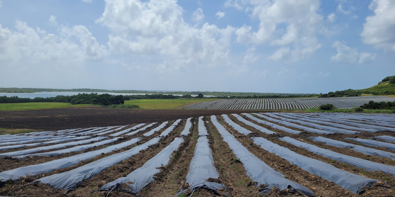Caraïbes Melonniers et A.D.I.VALOR déploient le recyclage des films de paillage et des gaines souples d’irrigation à la Martinique