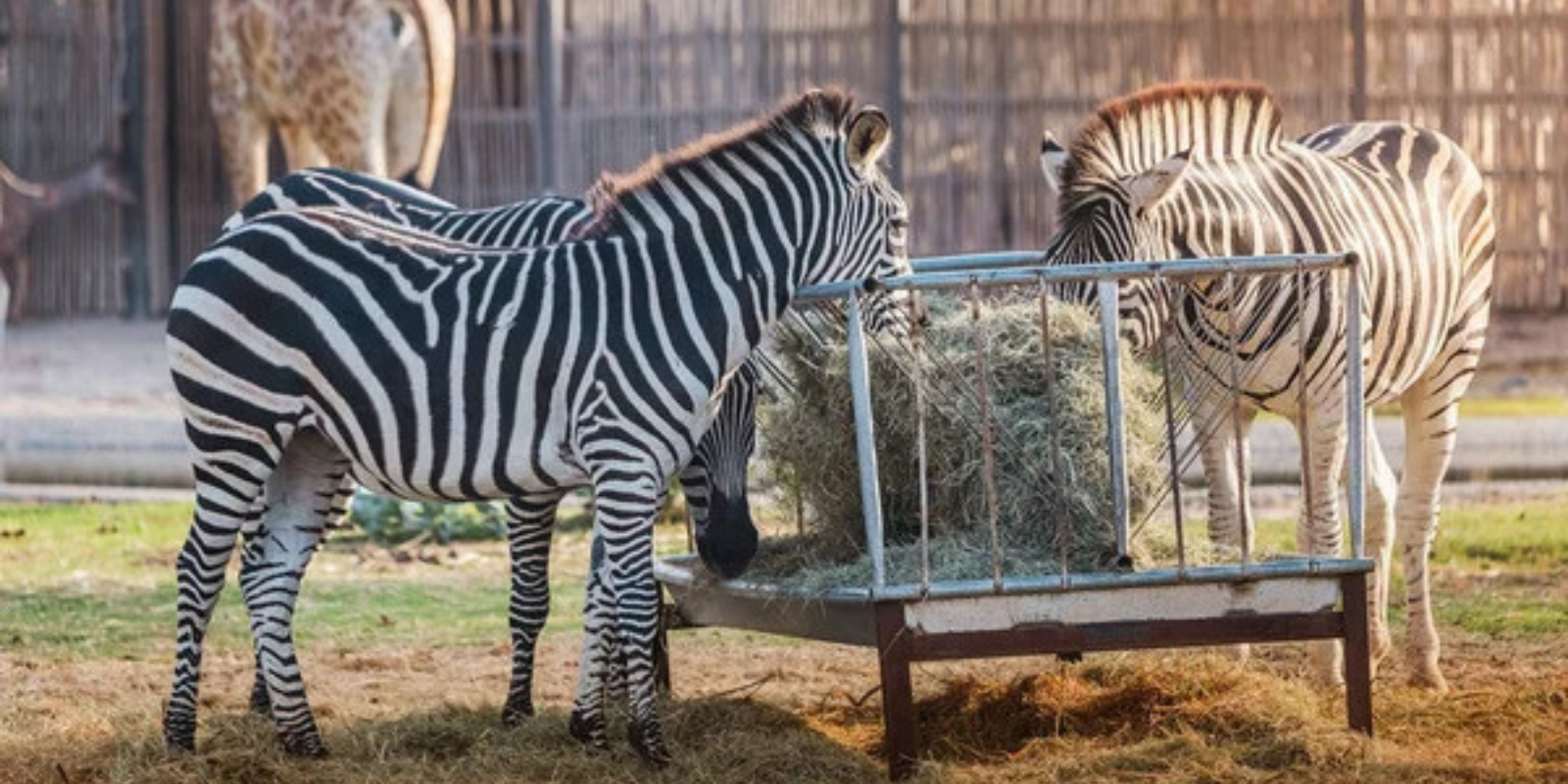 Beauval, Sigean, Plaisance-du-Touch... Les zoos s\'engagent dans des démarches de recyclage, avec le soutien d\'A.D.I.VALOR