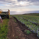 La Réunion prépare la collecte de ses plastiques agricoles