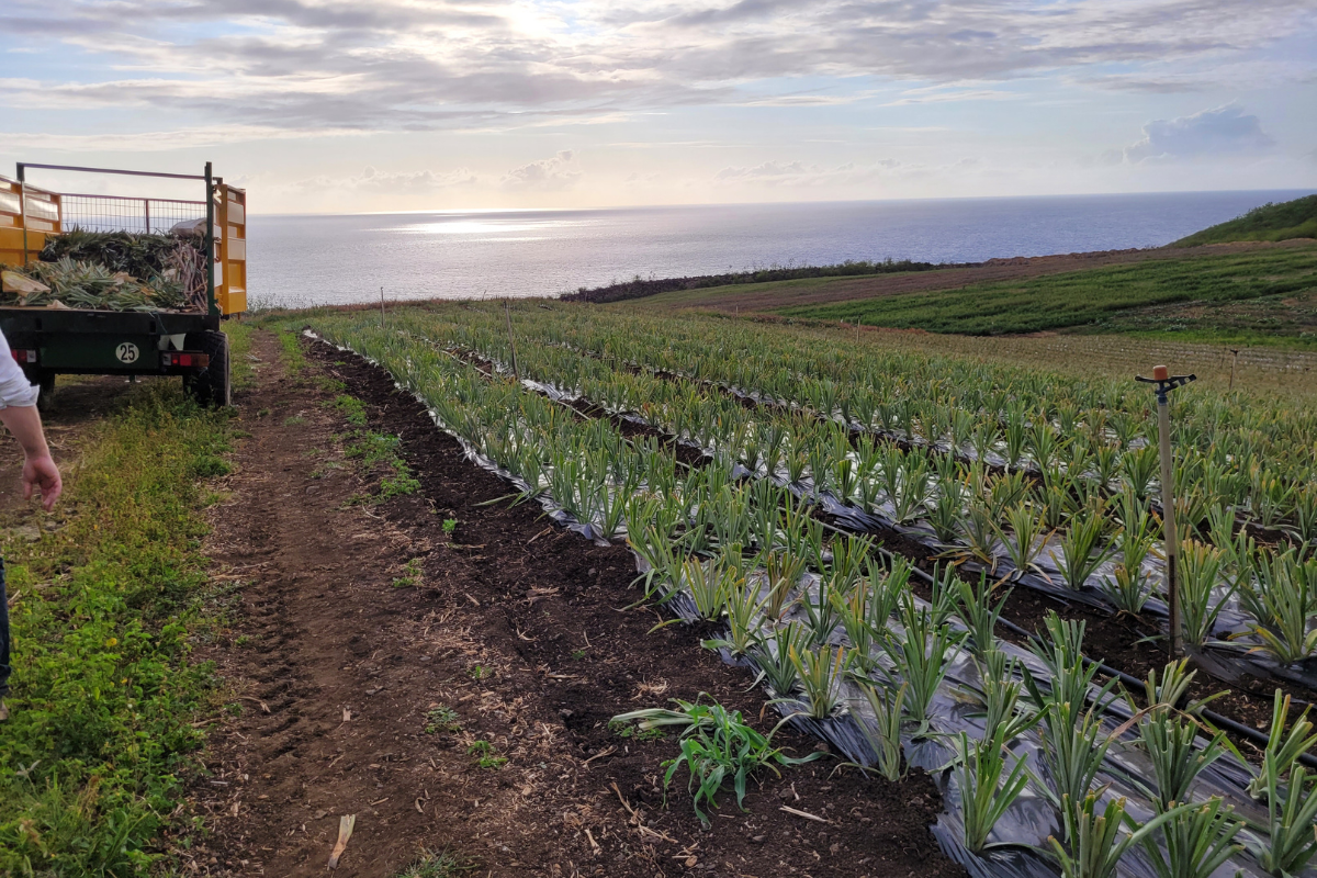 La Réunion prépare la collecte de ses plastiques agricoles