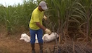 La valorisation des plastiques agricoles s\'organise à la Réunion
