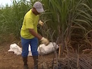Bilan de la première collecte de plastiques agricoles à La Réunion
