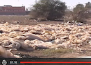 Maroc : une urgence à organiser le recyclage des plastiques agricoles